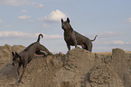 Thai Ridgeback Hndinnen