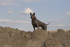 Thai Ridgeback Hndin