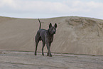 Thai Ridgeback Hndin