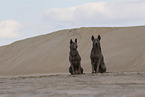 Thai Ridgeback Hndinnen