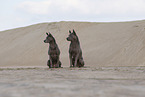 Thai Ridgeback Hndinnen