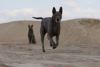 Thai Ridgeback Hndinnen