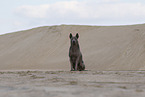 Thai Ridgeback Hndin