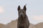 Thai Ridgeback Hndin