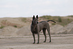 Thai Ridgeback Hndin