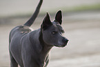 Thai Ridgeback Hndin