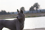 Thai Ridgeback Hndin