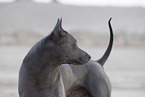 Thai Ridgeback Hndin
