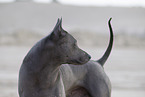 Thai Ridgeback Hndin