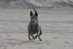 Thai Ridgeback Hndin