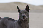 Thai Ridgeback Hndin