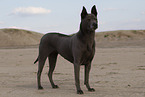 Thai Ridgeback Hndin