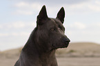 Thai Ridgeback Hndin