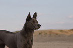 Thai Ridgeback Hndin