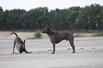 Thai Ridgeback Hndinnen