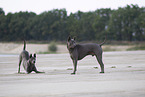 Thai Ridgeback Hndinnen