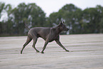 Thai Ridgeback Hndin