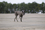 Thai Ridgeback Hndin