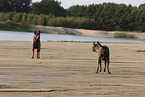 Thai Ridgeback Hndinnen