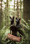 Thai Ridgebacks