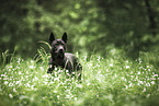 Thai Ridgeback