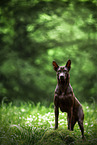 Thai Ridgeback