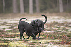 Thai Ridgeback und Dobermann-Mischling