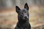 Thai Ridgeback
