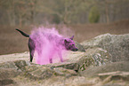 Thai Ridgeback