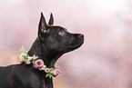 Thai Ridgeback Welpe