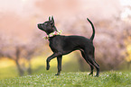 Thai Ridgeback Welpe