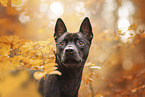 schwarzer Thai Ridgeback