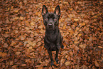 schwarzer Thai Ridgeback