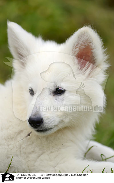 Thrner Wolfshund Welpe / Thrner wolfhound puppy / DMS-07887