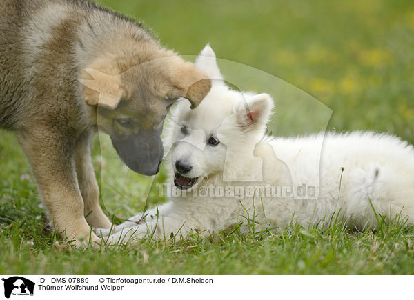 Thrner Wolfshund Welpen / Thrner wolfhound puppies / DMS-07889