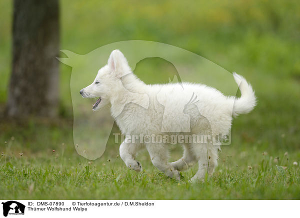 Thrner Wolfshund Welpe / Thrner wolfhound puppy / DMS-07890
