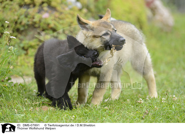 Thrner Wolfshund Welpen / Thrner wolfhound puppies / DMS-07891