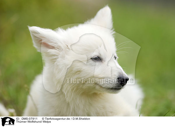 Thrner Wolfshund Welpe / Thrner wolfhound puppy / DMS-07911