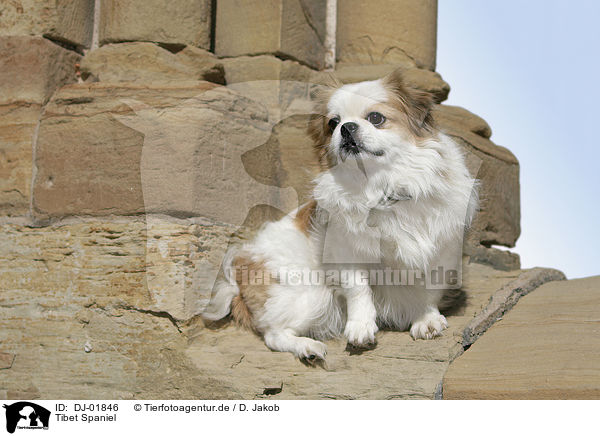 Tibet Spaniel / DJ-01846