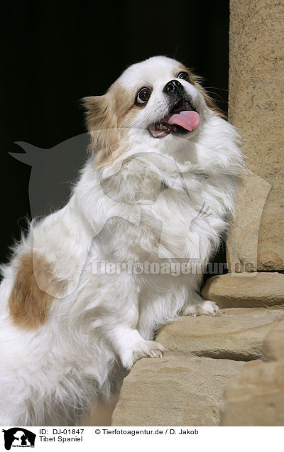 Tibet Spaniel / Tibetan Spaniel / DJ-01847