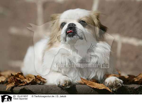 Tibet Spaniel / Tibetan Spaniel / DJ-01857