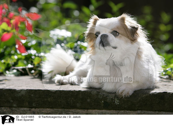 Tibet Spaniel / Tibetan Spaniel / DJ-01865