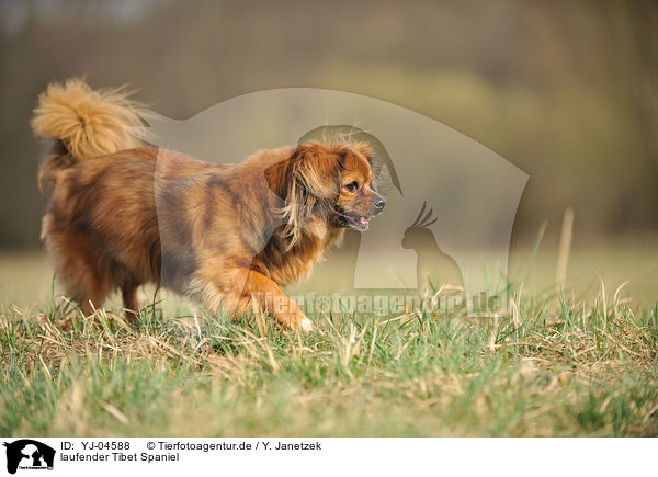 laufender Tibet Spaniel / walking Tibetan Spaniel / YJ-04588