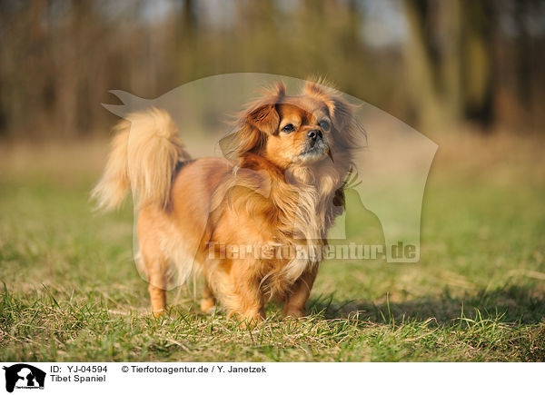 Tibet Spaniel / Tibetan Spaniel / YJ-04594