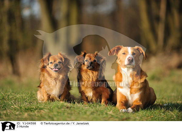 3 Hunde / 3 dogs / YJ-04598