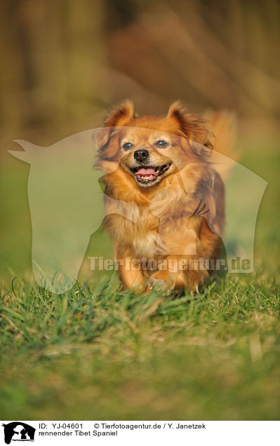 rennender Tibet Spaniel / running Tibetan Spaniel / YJ-04601