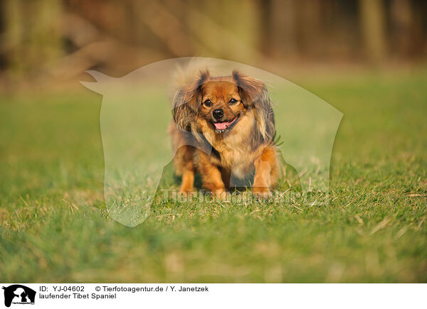 laufender Tibet Spaniel / walking Tibetan Spaniel / YJ-04602