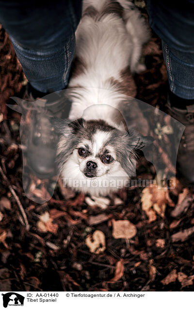 Tibet Spaniel / AA-01440