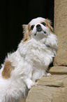 Tibet Spaniel