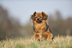 sitzender Tibet Spaniel